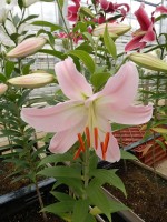 [4655 DJ OR-03 No02.JPG]